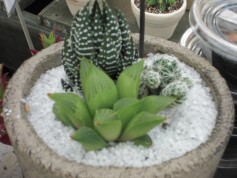 涼しげな寄せ植え