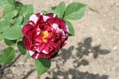 ドリュローズ‘ニューイマジン’