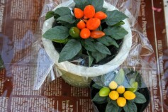 観賞用トウガラシ