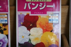 パンジーのタネ
