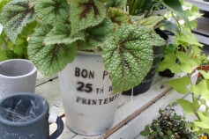 ベゴニア・マソニアナ