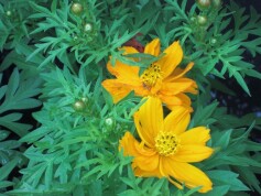 キバナコスモス