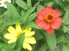 ジニア‘プロフュージョン’