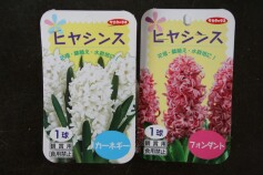 ヒヤシンスの球根