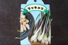 ラッキョウ（球根）入荷しました！