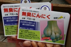 無臭ニンニク（球根）！
