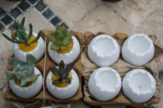 たまごプランター