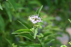 ムラサキシキブ