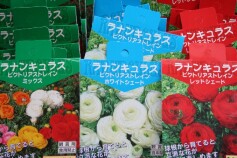 ラナンキュラス ビクトリアストレイン