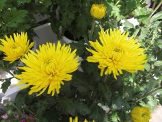 ナツギク（夏菊）