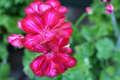 アイビーゼラニウム