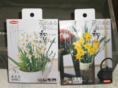 スイセンの球根