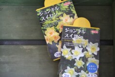 ジョンキルスイセン