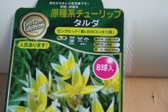 原種系チューリップ‘タルダ’