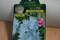 プスキニア　リバノチカ