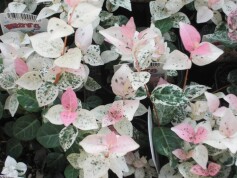 ハツユキカズラ