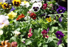 パンジー＊ビオラ