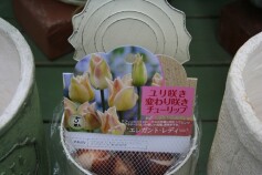 ユリ咲き　チューリップ