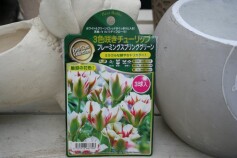3色咲き チューリップ 