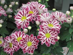 ポットマム‘セザンヌ’