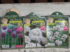 アリウムの球根