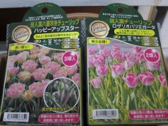 八重咲きチューリップの球根