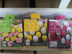 ぴったりちゅうりっぷ®