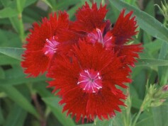 ナデシコ（ダイアンサス）