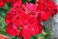 ゼラニューム’カリオペ’