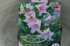 ユリ‘マグニフィーク’