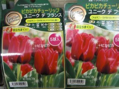 ピカピカチューリップ