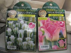 2色咲きチューリップ