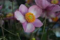 シュウメイギク