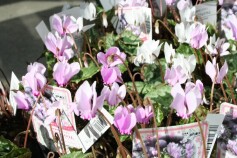 ヘデリフォリウム