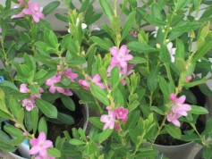 サザンクロス‘ピンクスター’