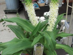 パイナップルリリー