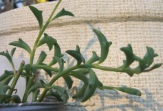 ‘ドルフィンネックレス’