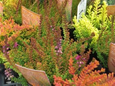 カルーナブルガリス