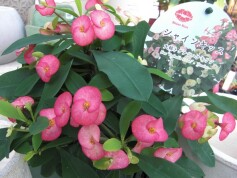 大輪トゲなしハナキリン