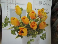 チューリップの球根‘キャッシュ’