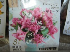 チューリップの球根‘マンマミーア’