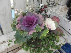 ハボタンの寄せ植え