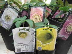 クリスマスローズ