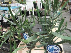 ユーフォルビア　‘キシロビロイデス’