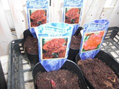 シャクヤク（芍薬）