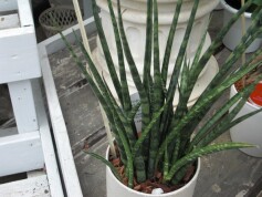 サンセベリア‘ファーンウッド・ミカド’