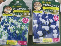 ムスカリの球根