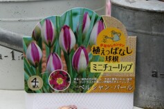 ミニチューリップ‘ペルシャン・パール’