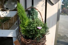 ミニコニファー