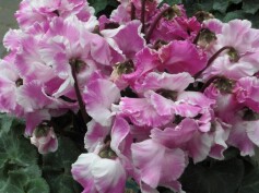 シクラメン‘エルフィンマーブル’